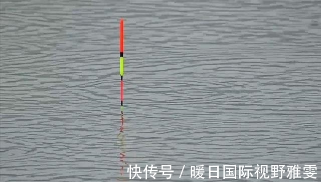 芦苇荡|夏天野钓草鱼的三个技巧,钓位最重要,饵料就在岸边