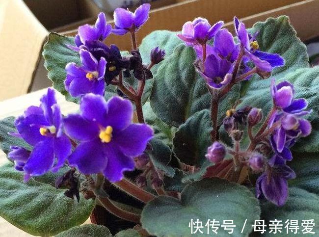 3种花摆阳台，好养易管理，能够一年四季开花不断