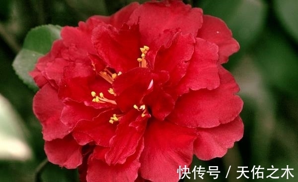 茶花|比牡丹还美的茶花,花大色艳浓香,花开一茬接一茬,好看又好养