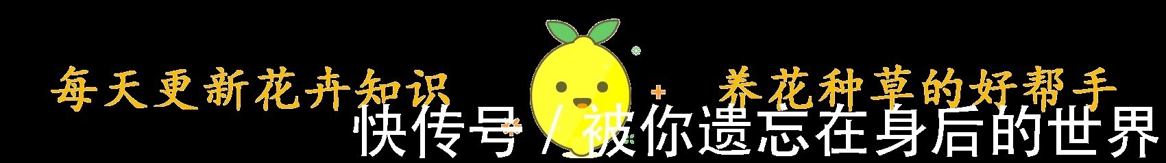 烂根|盆底垫三种东西，不怕招虫不烂根生病，养花更省事了