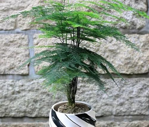  盆栽|冬天，室内的文竹盆栽呼呼地黄叶该怎么办？哪里操作不当了？