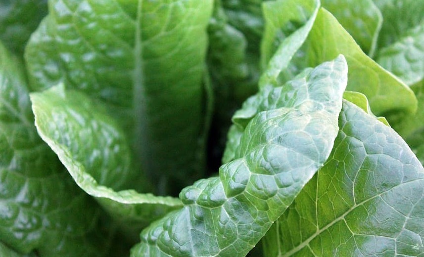 阳台种上5种火锅菜，随吃随摘，方便又新鲜！