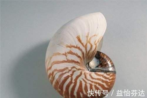 专家#陪葬品中挖出的奇怪酒杯,怎么喝都喝不空,X光下专家恍然大悟