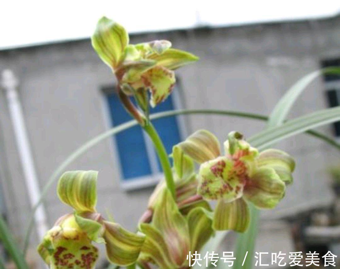 兰花发了芽一直不长，啥原因，咋解决