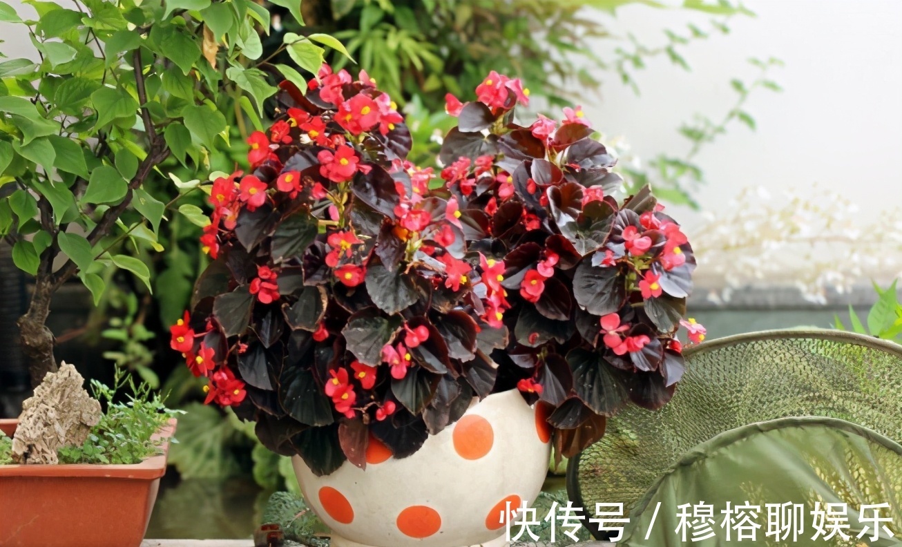 盆栽|养花养这3款,楼房阳台盆栽,微微看顾就能花开不断,惹人爱