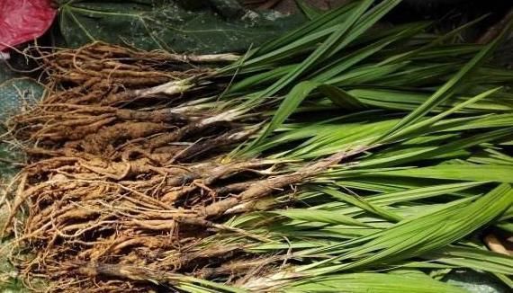 泡水|十人九腰疼,多用此野草泡水喝,肾好腰不疼,湿气一扫光