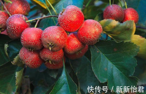 山楂|山楂配它吃,隔天拉出3斤“旧便”,便秘通了气色好,赶紧收藏