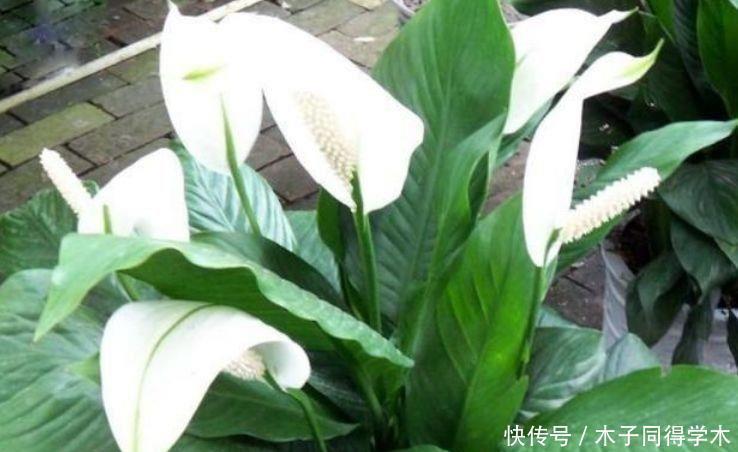 仙气飘飘的4种花,迷人的花朵,开满整个花盆