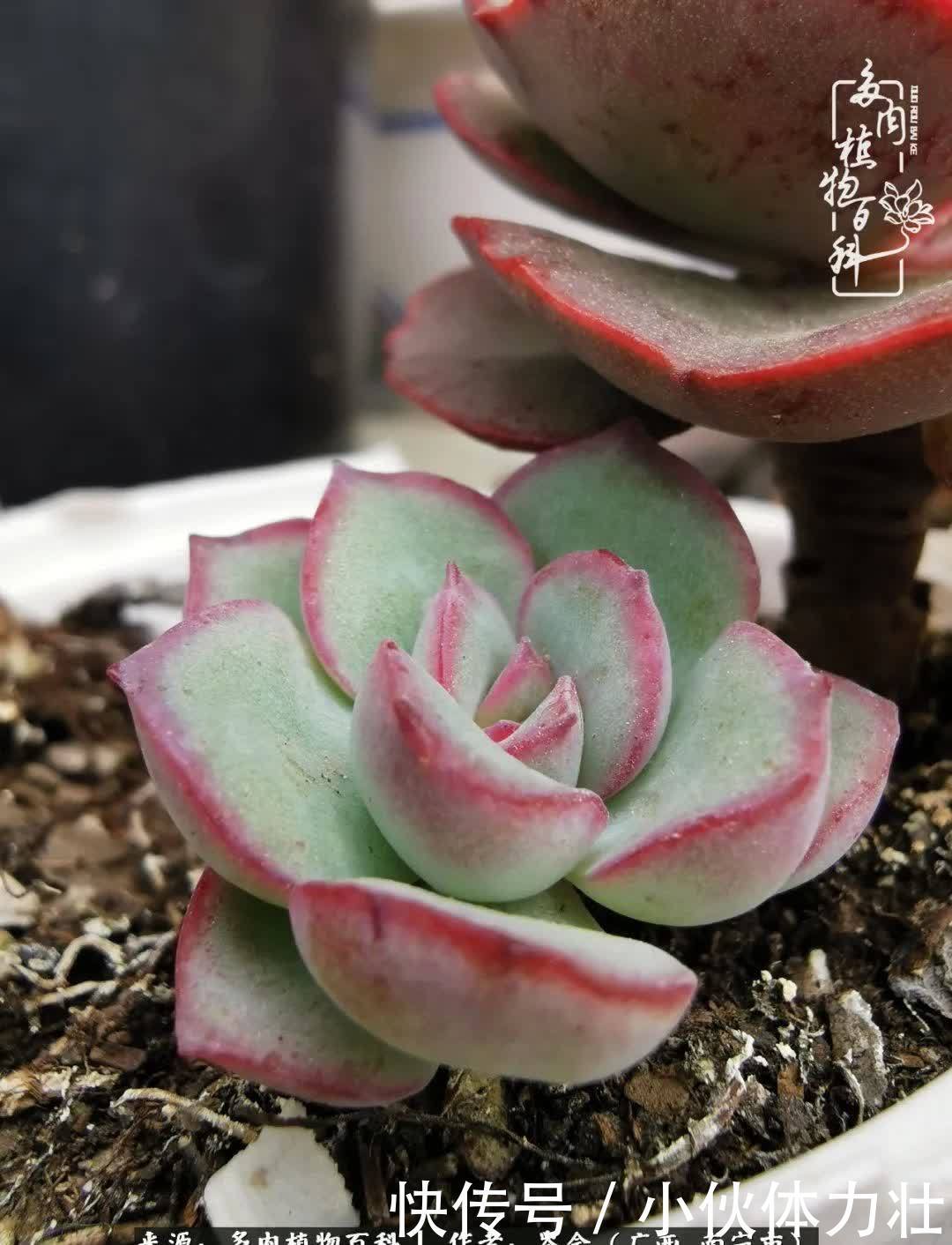 锦晃星|时光不再，人心在，多肉在！