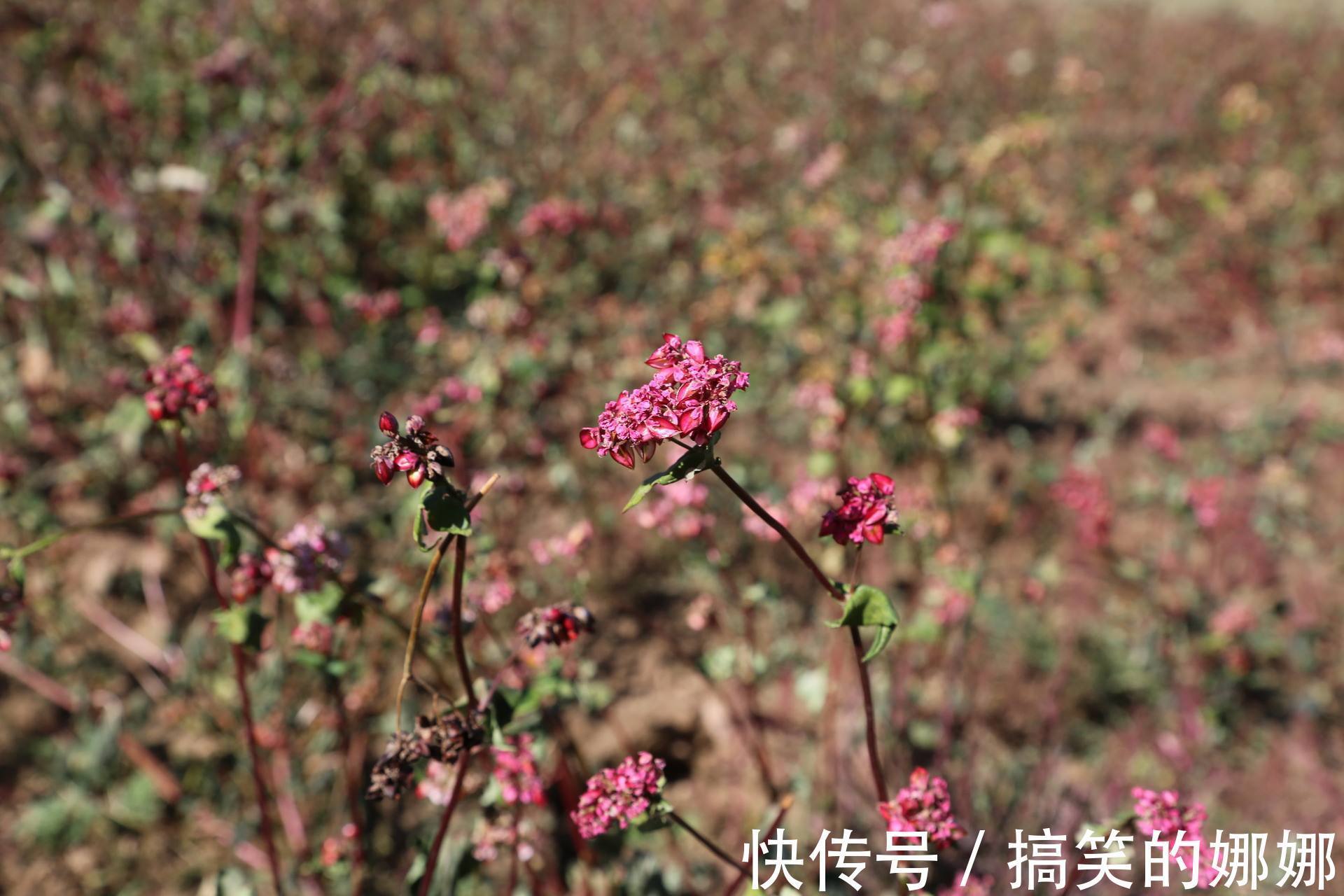 荞麦|大米中加此物,每天吃点,宿便少了,血管软了,血栓跑了