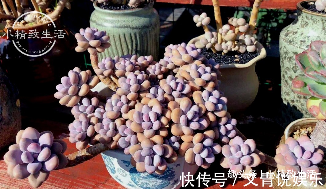 多肉阳台党度夏总结，收拾空盆，亡羊补牢，明年再战