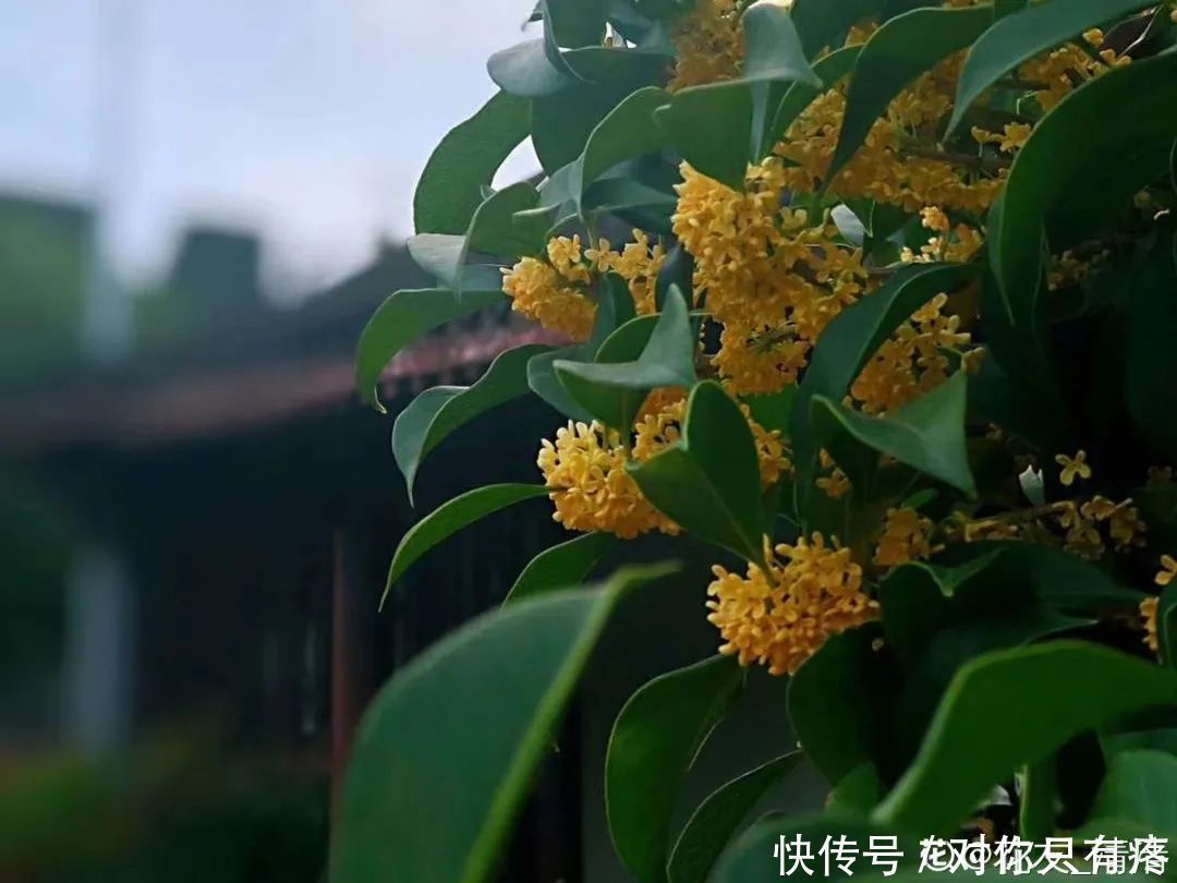 养花爱花2021赏花日历,看好这一篇,不会错过花期