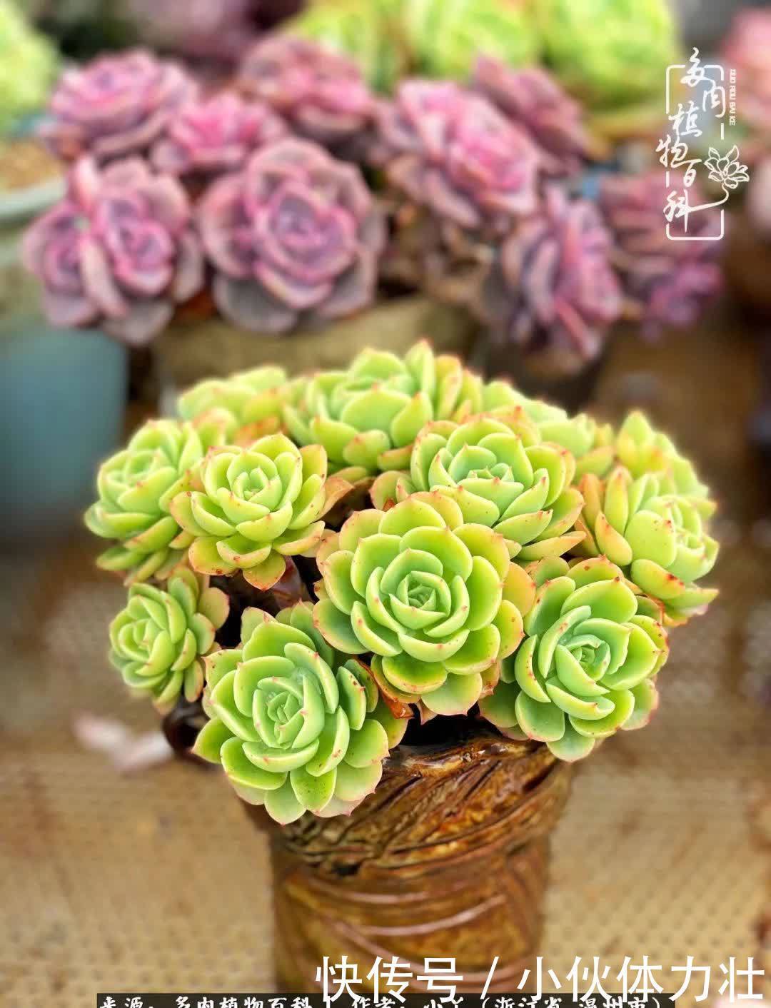 多肉|繁华落幕尽铅华,姹紫嫣红刹那,余生不长,因爱而芳华!