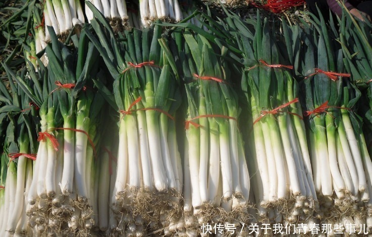 保存|保存大葱,记住2个原则,学会2个方法,3个月不坏,不干瘪不空心