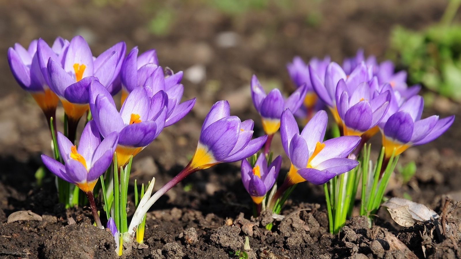 此花给人感觉清新脱俗,简单朴实,具有特异芳香,像害羞的小女生