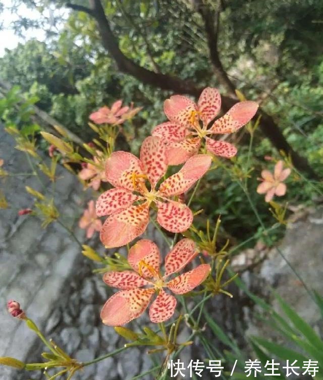 有些花名字太奇葩，叫出口太尴尬，开花却很美！