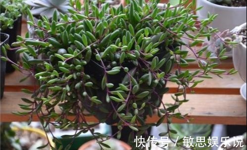 耐旱|谁说多肉都耐旱？这些喜水多肉，太能喝水天天要浇