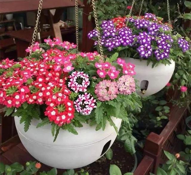 株型|最爱晒太阳的8种花,越晒开花越多,阳台养几盆,开花成海