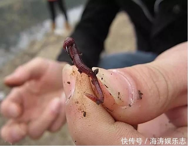 冬天太冷,蚯蚓钓鱼没有口,试试风油精,给口的都是大鲫鱼
