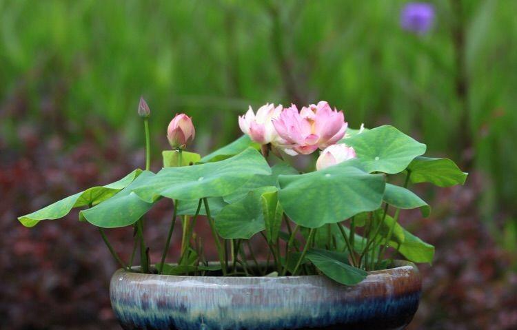 喝水|7种花,夏天太能“喝水”,一天浇一遍,10天爆满花