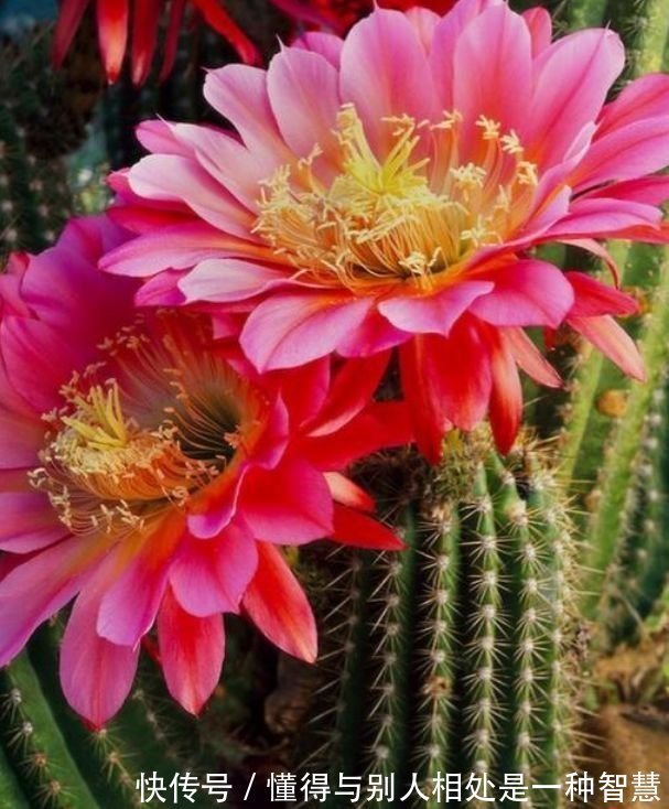 阳台养这几朵花,花开不断,养在客厅上档次,还杀菌又消毒