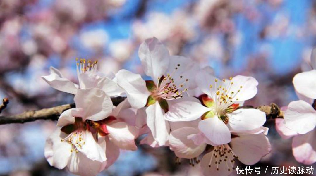 清朝大诗人袁枚最美的一首诗,只有短短20个字,写出了最美的春天
