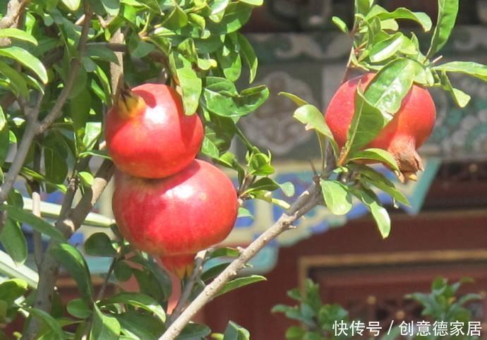 冬天养“几种”盆景,很耐寒冻不伤,造型好看果子也漂亮