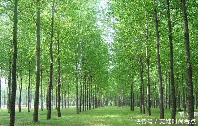 农村俗语“前不栽杨,后不栽柳,门前不种拍搭手”为什么这么说?