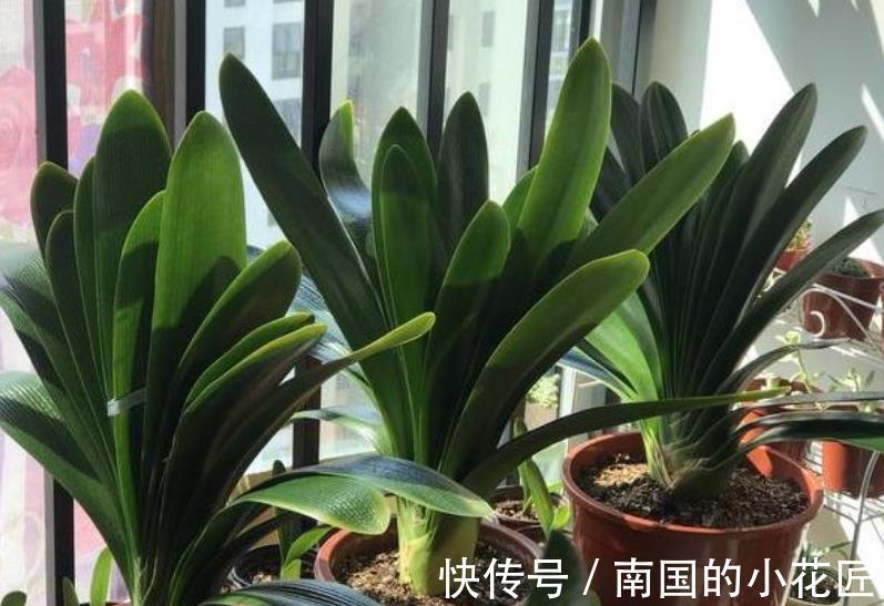 秋天给君子兰换盆，掌握3个要点，不烂根服盆快，开花越来越多
