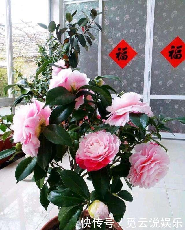 茶花生长,四季有“规律”,秋天这样养,花苞巴掌大,砰砰开大花