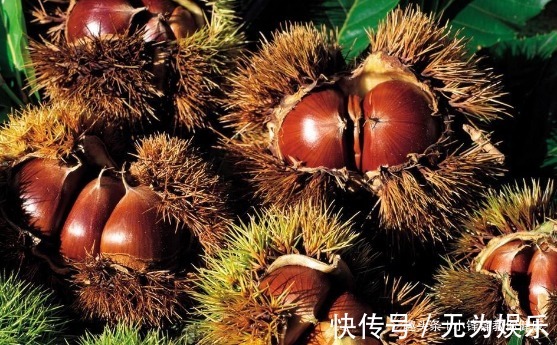 腰腿|长寿老人爱吃的此种食物,保健脾胃、治疗腰腿酸疼,早知早受益