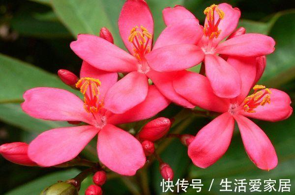 二乔牡丹|7月2日开始,养花试试这几款,一个月不管活得滋润,轻松爆成花海