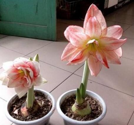 朱顶红开花之后，一个“小动作”，又开一茬花，花大色艳特别美