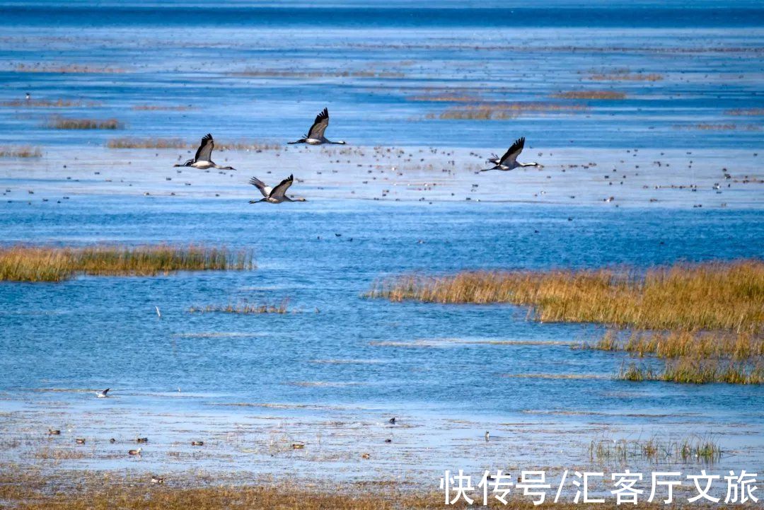 白族|山下早樱盛开，山顶白雪皑皑，“冬季春花”就是大理冬天的模样