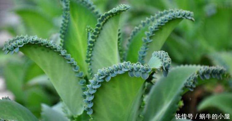 牡丹吊兰|4种花漂亮又好养,比牡丹好看,花色漂亮,开花多,开成花墙