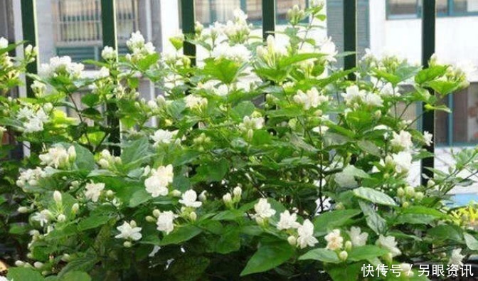 爆盆|现在就养“4种花”，花朵开正旺，随手一养就爆盆，开成小花园！