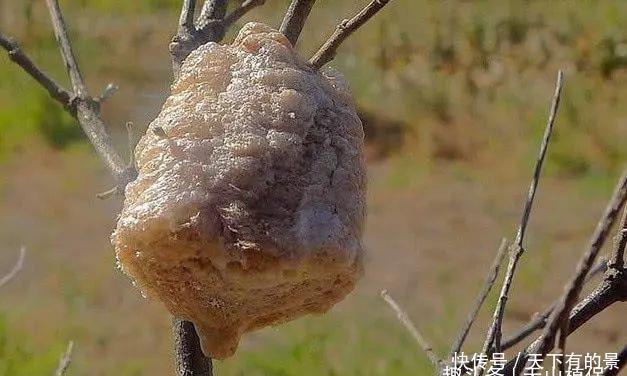 生长在桑树上的“疙瘩”农村小孩都拿来泡水喝,如今一斤120元