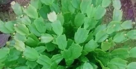 蟹爪兰|老花匠这样养蟹爪兰,“1种汁液”兑水浇,7天1次,新芽蹭蹭冒