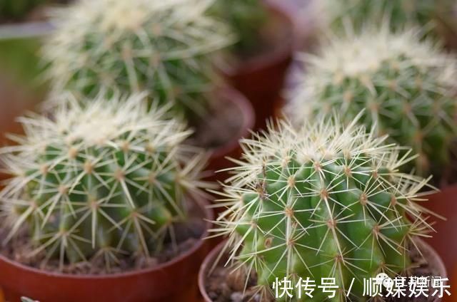 小婷|3岁女童一掌拍在仙人球上,家人处理方式让她的手肿成“小熊掌”