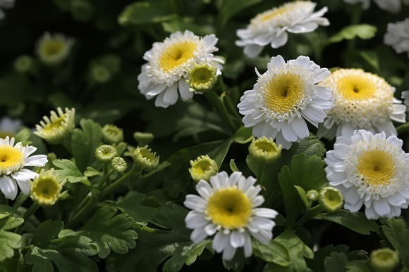 世界上品种最多的植物,没有之一,光路边就有20多种!