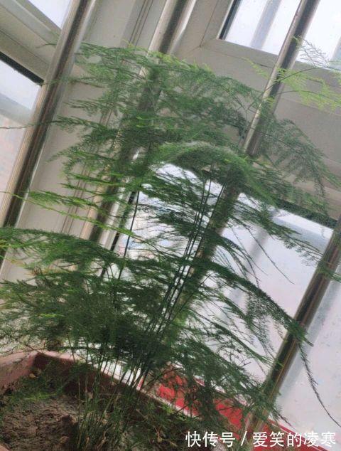 虎皮兰文|虎皮兰文竹养不好,撒一把粉末,半年不施肥也会蹭蹭长