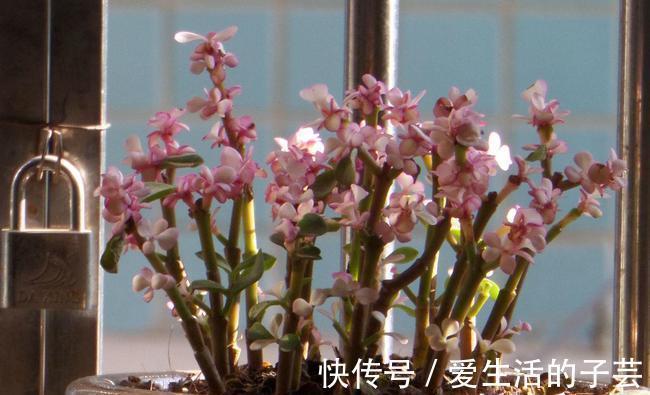 养花|养多肉雅乐之舞,做好5要点、注意3事项,叶片嘭嘭肥起来,美极了