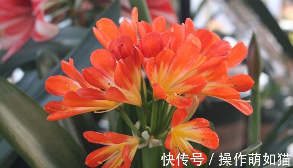 小雅|养君子兰,用2个方法,让它的叶片更油绿完美、开出惊艳的花球