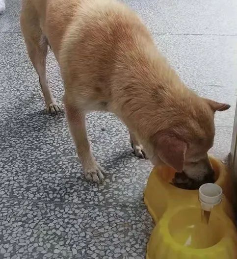 学生们|“校犬阿黄”关禁闭、小奶猫陪考……一场高考告诉你什么叫护到细节