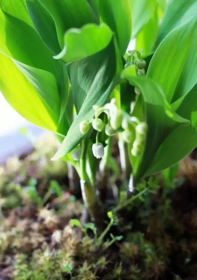 种植|秋天来了，最适宜种植的鳞茎类花卉你有种植吗