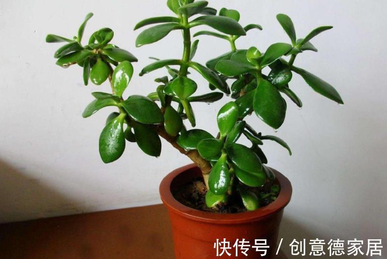 叶片|玉树枝叶疯长，杂乱没精神该怎么办？从这4方面入手改造就够了