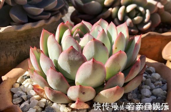 花盆|什么是“控养”?少浇水就是控养?大错特错,控养指的是整体