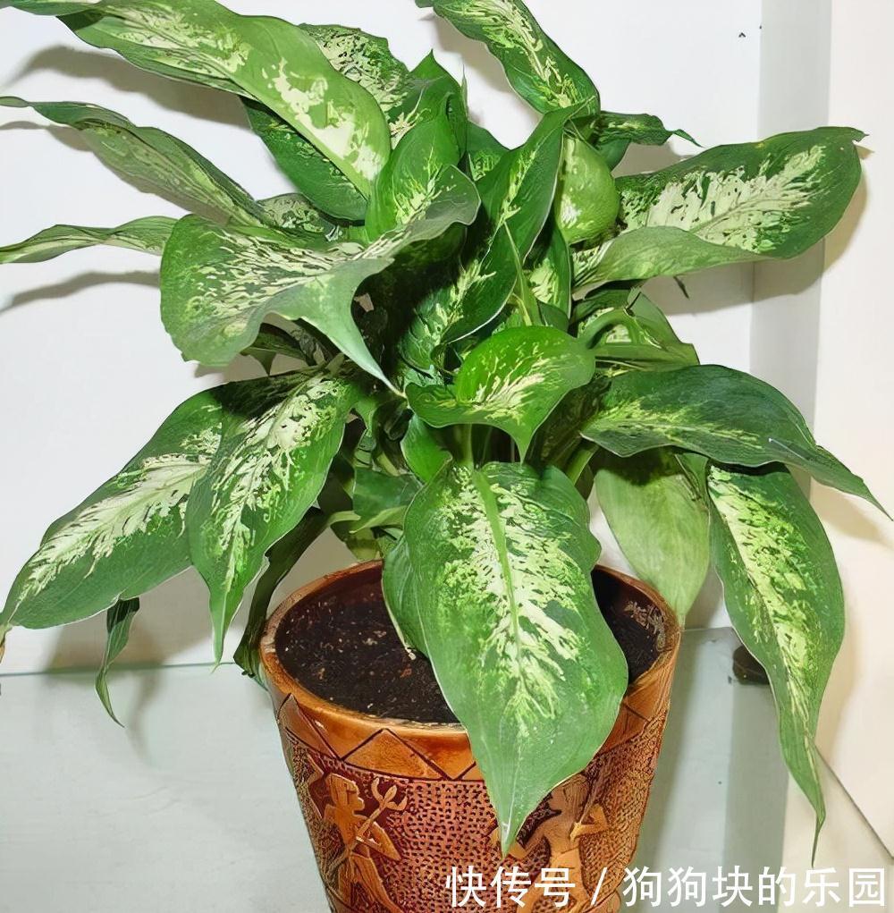 农历九月十八霜降后,养什么花?家里养3种花,吉祥幸福财源滚滚