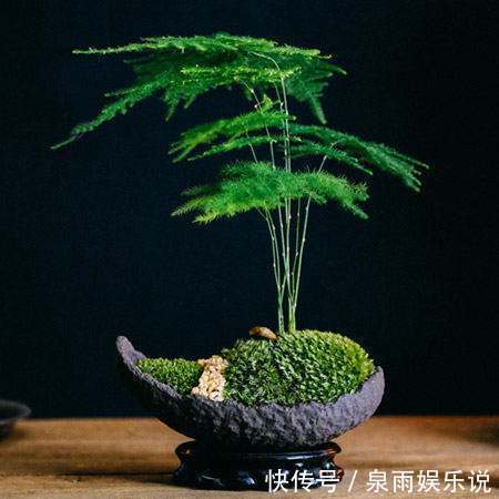 家里万万要养这4种植物,家人身体会越住越健康,聪明人一眼就懂