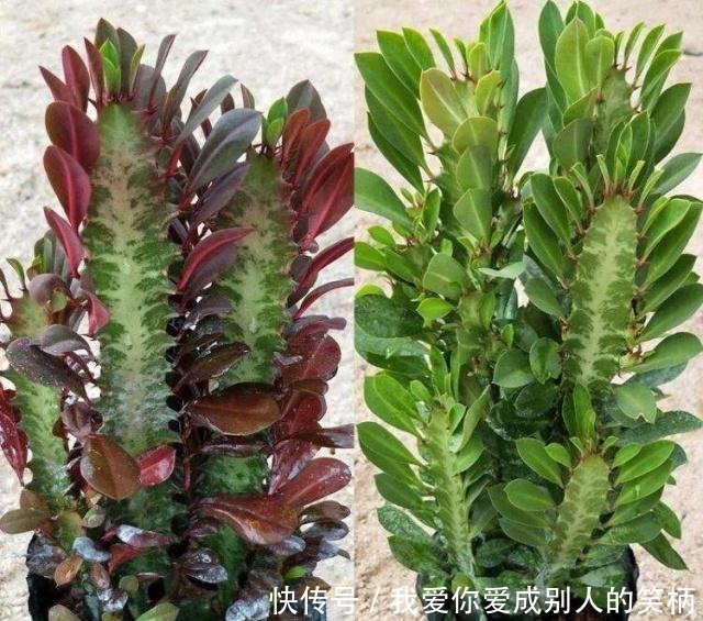 什么发财树,平安树,不如这2种“老树”好养,大气,富贵又镇宅!